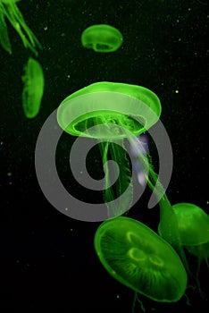 Jellyfish with green light