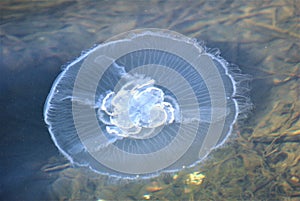 Jelly Fish in Water photo
