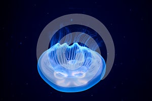 Jellyfish illuminated with blue light swimming in aquarium. Medusa upside down