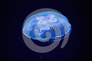 Jellyfish illuminated with blue light swimming in a dark aquarium. Medusa Aurelia Aurita