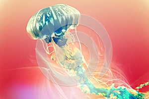 Jellyfish illustration colourful digital art