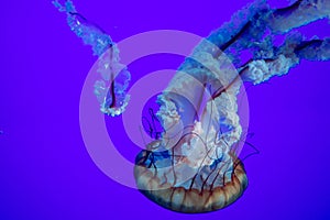 Jellyfish are the informal common names given to the medusa-phase of certain gelatinous members of the subphylum Medusozoa