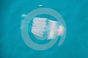 Jellyfish in the Ionian Sea in West Greece