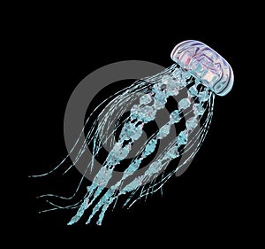 Jellyfish isolated on black background