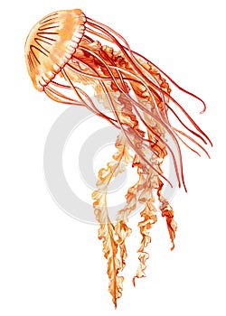 Jellyfish isolated white background. Watercolor Beautiful jellyfish aquatic illustration for design, underwater wildlife