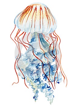 Jellyfish isolated white background. Watercolor exotic jellyfish aquatic illustration for design, underwater wildlife