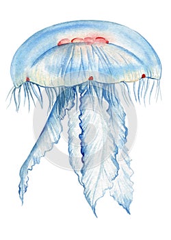 Jellyfish isolated white background. Watercolor tropical jellyfish aquatic illustration for design, underwater wildlife