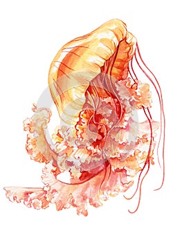 Jellyfish isolated white background. Watercolor tropical jellyfish aquatic illustration for design, underwater wildlife