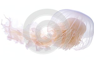 Jellyfish Isolated on White: Captivating Aquatic Beauty for Your Design Needs.