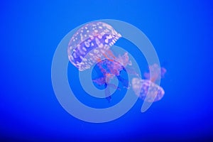 Jellyfish or jellies photo