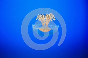 Jellyfish or jellies photo