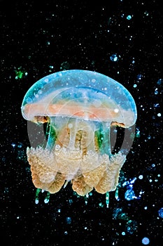 Jellyfish Kakaban swimming in Derawan, Kalimantan, Indonesia underwater photo