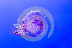 Jellyfish kwown as Northern sea nettle, chrysaora melanaster