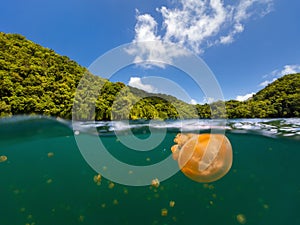 Jellyfish Lake photo