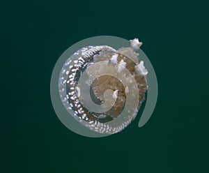 Jellyfish lake in Togian island