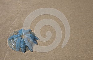 Jellyfish Large Blue on White Sand