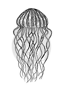 Jellyfish in line art style. Vector illustration. Design for coloring book. Ocean elements