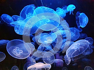 Jellyfish in the Lisbon Aquarium