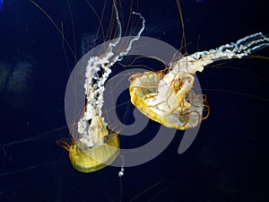 Jellyfish with long tentacles