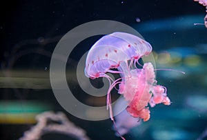 Jellyfish in Loro park Tenerife 27 December 2019