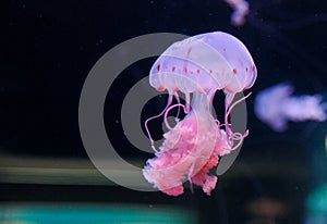 Jellyfish in Loro park Tenerife 27 December 2019