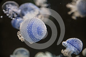 Jellyfish in Loro park Tenerife 27 December 2019