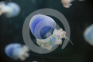 Jellyfish in Loro park Tenerife 27 December 2019