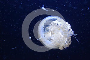 Jellyfish Lychnorhiza lucerna photo