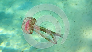 Jellyfish - Mauve Stinger