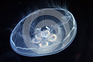 Jellyfish in the Mediterranean sea photo