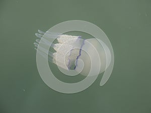 Jellyfish photo