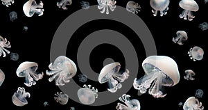 Jellyfish meduse white space for text animal background black underwater marine wildlife