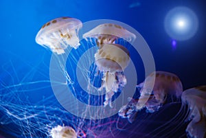 Jellyfish Milk sea nettle Chrysaora Lactea photo