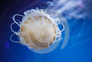 Jellyfish Milk sea nettle Chrysaora Lactea photo