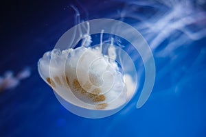 Jellyfish Milk sea nettle Chrysaora Lactea