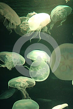 Jellyfish moon background bio-luminescent bio fluorescent under blue lights, Moon Jellyfish variety swims underwater aquarium