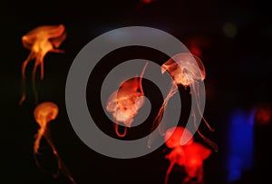 Jellyfish moving underwater. light reflection in water