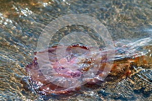 Jellyfish near Walvis Bay