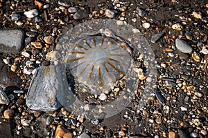 Jellyfish Nome photo