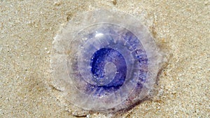 Jellyfish at the northsea