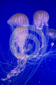 Jellyfish in Oceanographic Park in Valencia photo