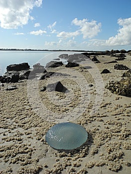 Jellyfish out of the water, Queensland, Australia