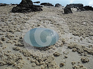 Jellyfish out of the water, Queensland, Australia