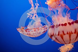 Jellyfish peacefully drifting through a crystal clear blue ocean