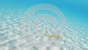 Jellyfish Pelagia noctiluca in mediterranean sea