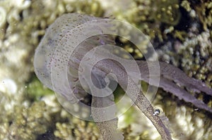 Jellyfish, pelagia noctiluca, transparent underwater creature in the Mediterranean.