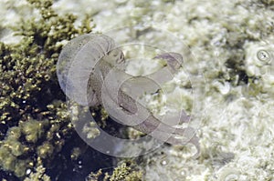 Jellyfish, pelagia noctiluca, transparent underwater creature in the Mediterranean.