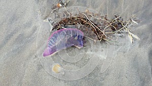 Jellyfish Physalia physalis in the sand