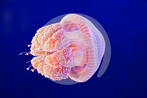 Jellyfish photo