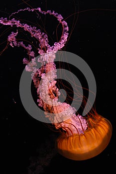Jellyfish 2